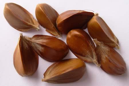 Beech nuts