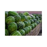 Watermelon Each - Image 4